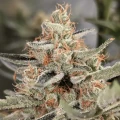 thumb of Jack Herer by WeedSeedsExpress grown by Theia